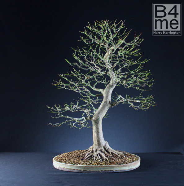 acer palmatum japanese maple bonsai